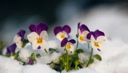 Rostliny do truhlíků 