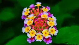 Lantana