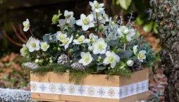 Rostliny kvetoucí v zimě