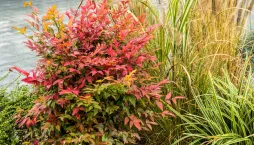 Nebeský bambus, nandina domácí (Nandina domestica) 