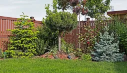 Jak vypěstovat jehličnany ze šišek?