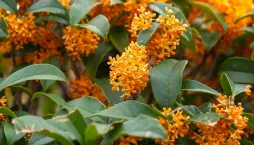 Stálezelený keř vonokvětka