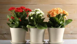 kalanchoe, kolopejka