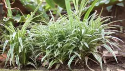 Zelenec: rostlina, která dýchá s vámi