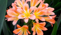 Pokojová rostlina klívie neboli řemenatka