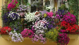 Zazimování rostlin 