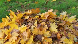 Spadané listí - hrabat nebo ne