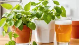 Zalévání rostlin pivem 