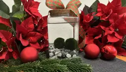 řasokoule, vánoční dárek