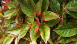 Aglaonema (Aglaonema commutatum) 
