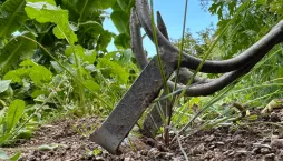 Podřezávač plevele