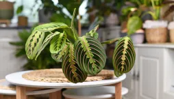 Maranta (Maranta leuconeura) 