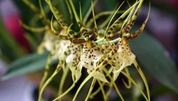 orchidej brassia