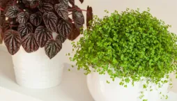 pokojovky do garsonky