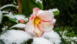 Rostliny kvetoucí pod sněhem