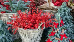 cesmína přeslenitá (Ilex verticillata)