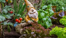 Pěstování rostlin 