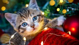 Vánoce s mazlíčky