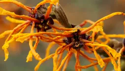 Dřeviny kvetoucí v zimě