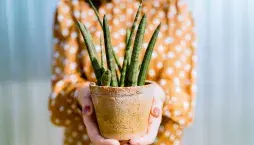 Pokojovky v topné sezoně