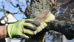 Mechy a lišejníky na ovocných stromech