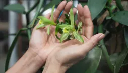 Nejkrásnější orchidej jménem vanilkovník