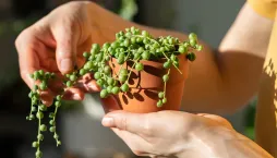 Starček převislý (Senecio rowleyanus)