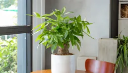 Pachira (Pachira aquatica) 