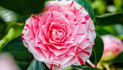 Japonská růže neboli kamélie