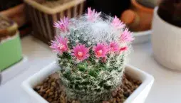 Mamilárie (Mammillaria) 