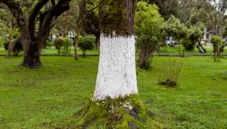 Bílení stromů ekologicky a bez chemie