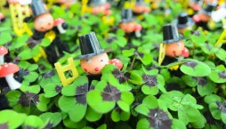 čtyřlístek, oxalis