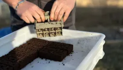 Kostkovač na hlínu Poporostem