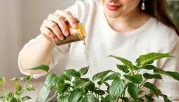 Vliv koření na pokojovky