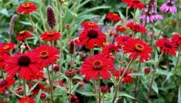 Barevná zahrada v červené barvě