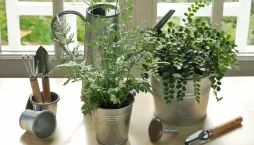 Knoflíkovka, temnotka či kožitka (Pellaea rotundifolia) 