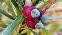 Strom moudrosti neboli nohoplod