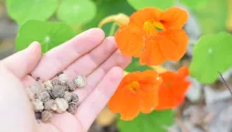 vlastní semena rostlin