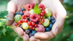 Řez rybízu a angreštu - zmlazení starších keřů v lednu