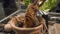 Rostliny z Harryho Pottera