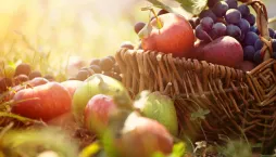 Řez ovocných stromů: Jabloně a hrušně 