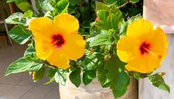 Péče i pokojové ibišky nekončí ani v zimě