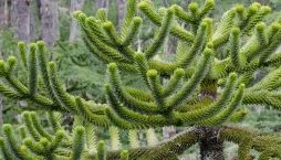 Opičí strom (araukárie): exotická dřevina s prehistorickou minulostí