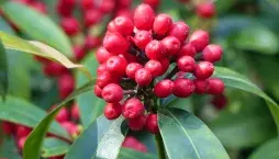 Skimmia