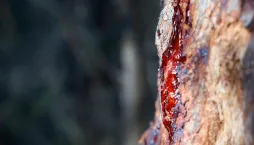 Prořezávání nebo řežba 