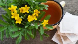 mochna husí (Potentilla anserina)