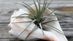 Broméliovité rostliny