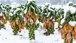 Celoroční odrůdy zeleniny