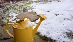 Zimní zavlažování rostlin pomůže k jejich přežití