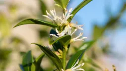 Mračňák kvete celou zimu